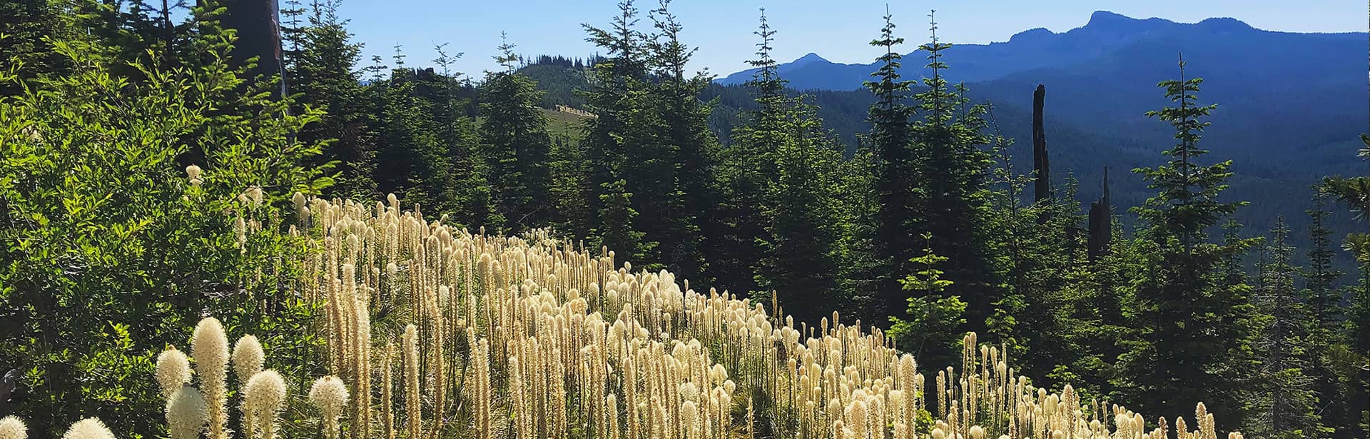 A photo of Bear grass with pines and mountains in the background