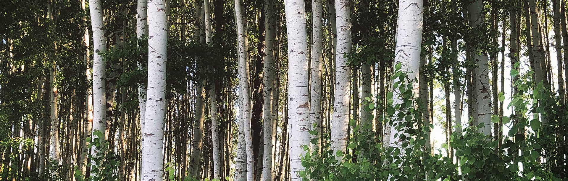 A photo of a forest of birch trees